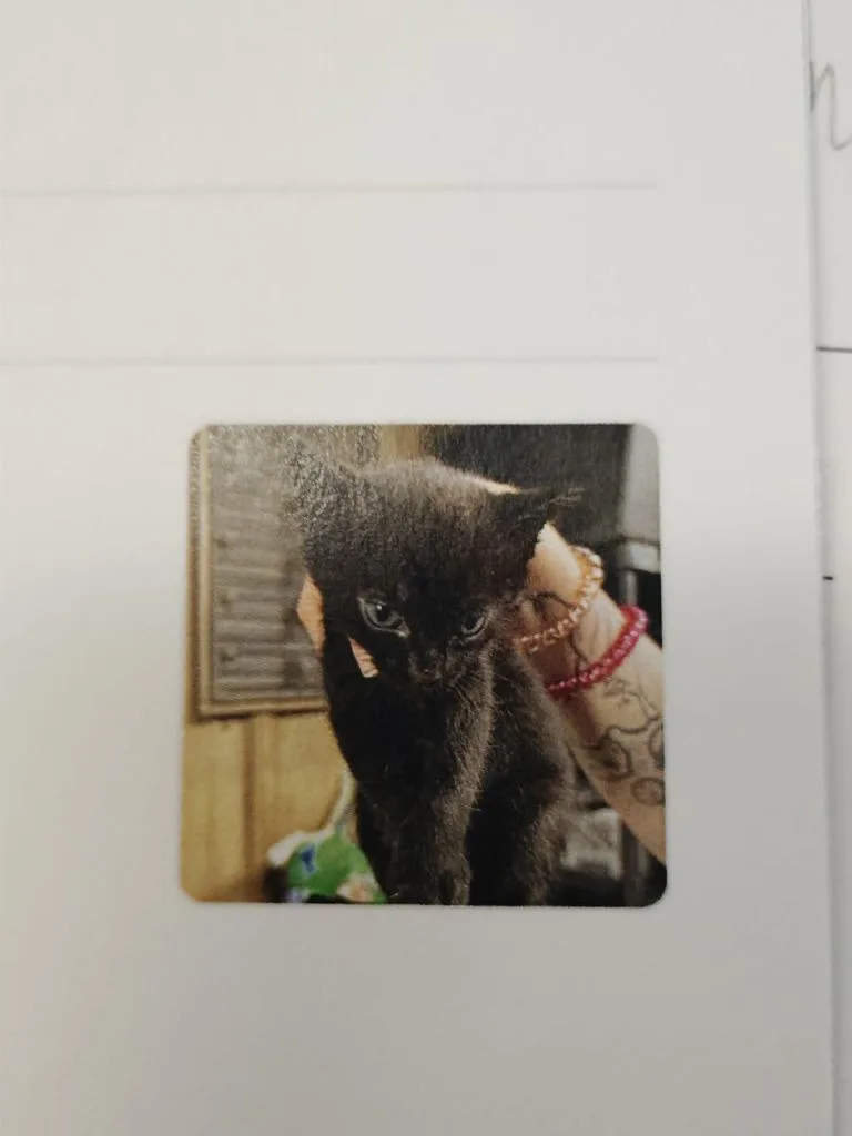 A baby small-sized male Domestic Short Hair cat named Sangay for adoption in Republic, MO