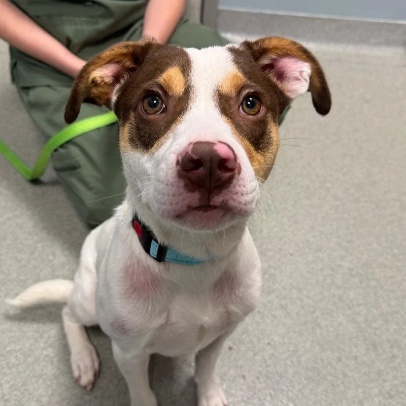 An adult medium-sized male Mixed Breed dog named Funion for adoption in New Castle, DE