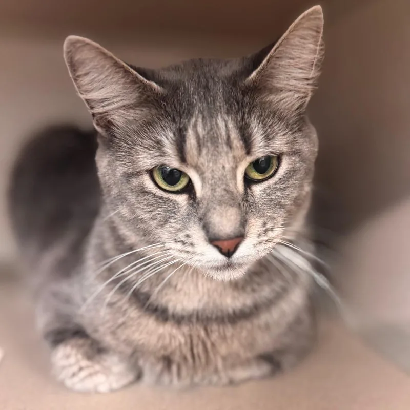 An adult large-sized female Gray / Blue / Silver Domestic Short Hair cat named Mountain Momma for adoption in Wheeling, IL