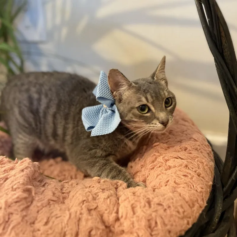 Strawberry Shortcake thumbnail 2