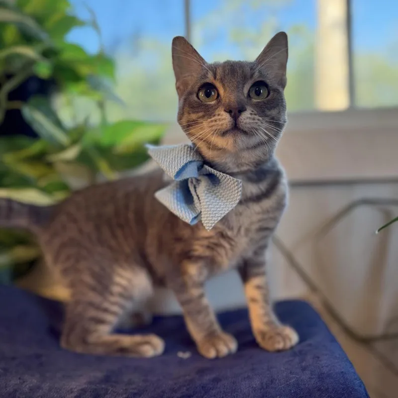 Strawberry Shortcake thumbnail 3