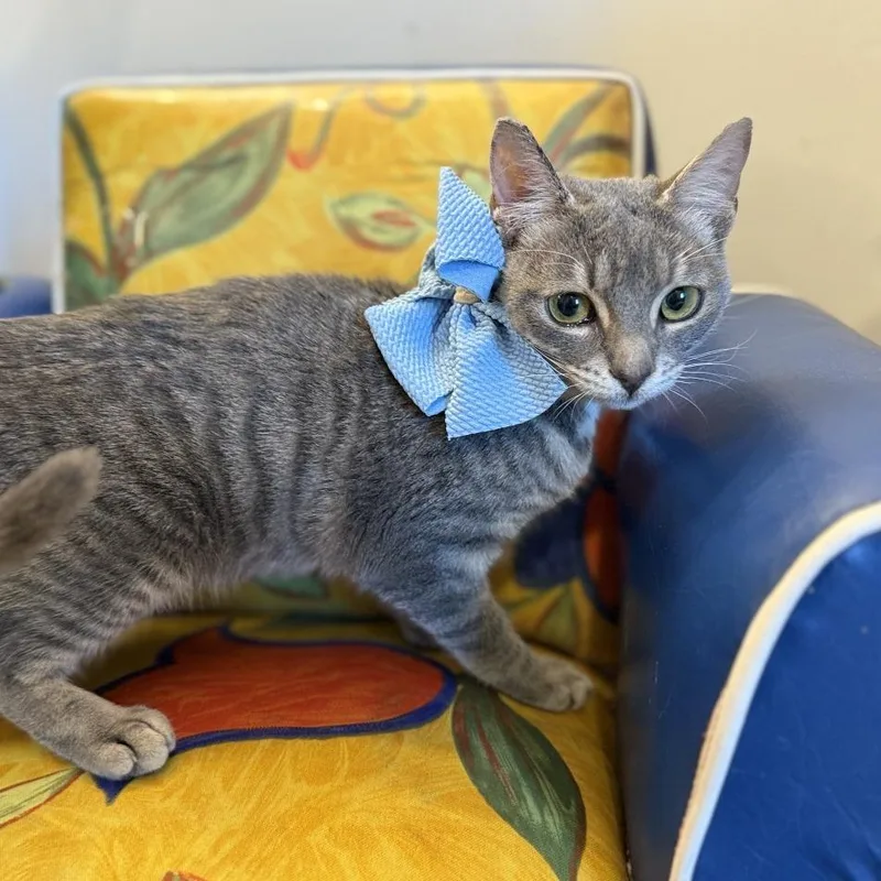 Strawberry Shortcake thumbnail 4