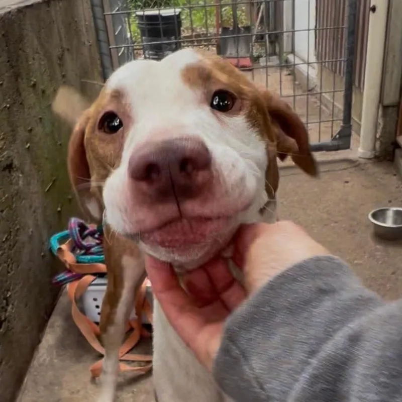 An adult large-sized female White / Cream Pit Bull Terrier dog named Bella for adoption in Wichita, KS