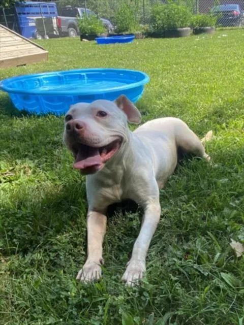 An adult medium-sized female Pit Bull Terrier dog named Mochi for adoption in Clinton Township, MI