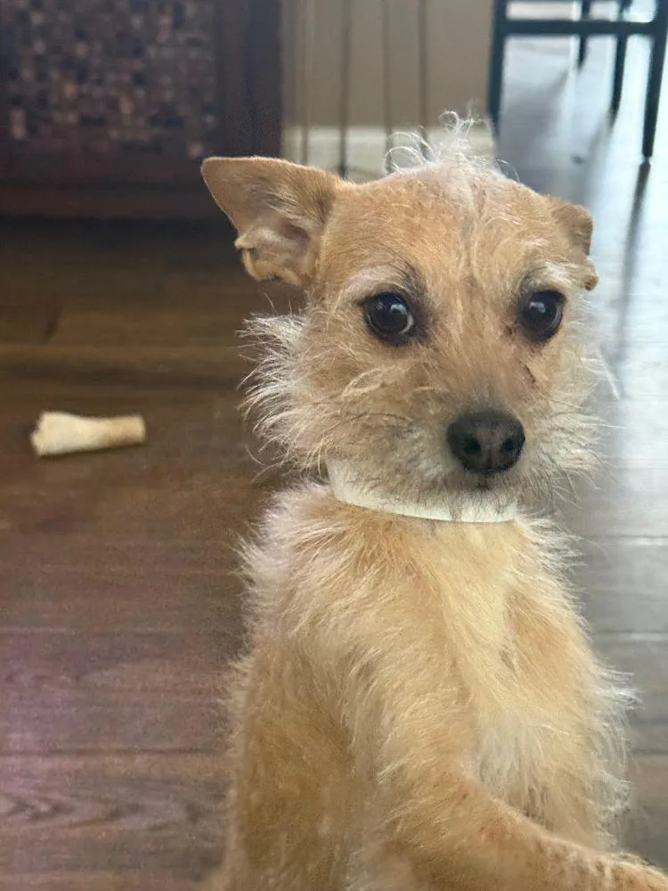 Rocky Rocco thumbnail 3