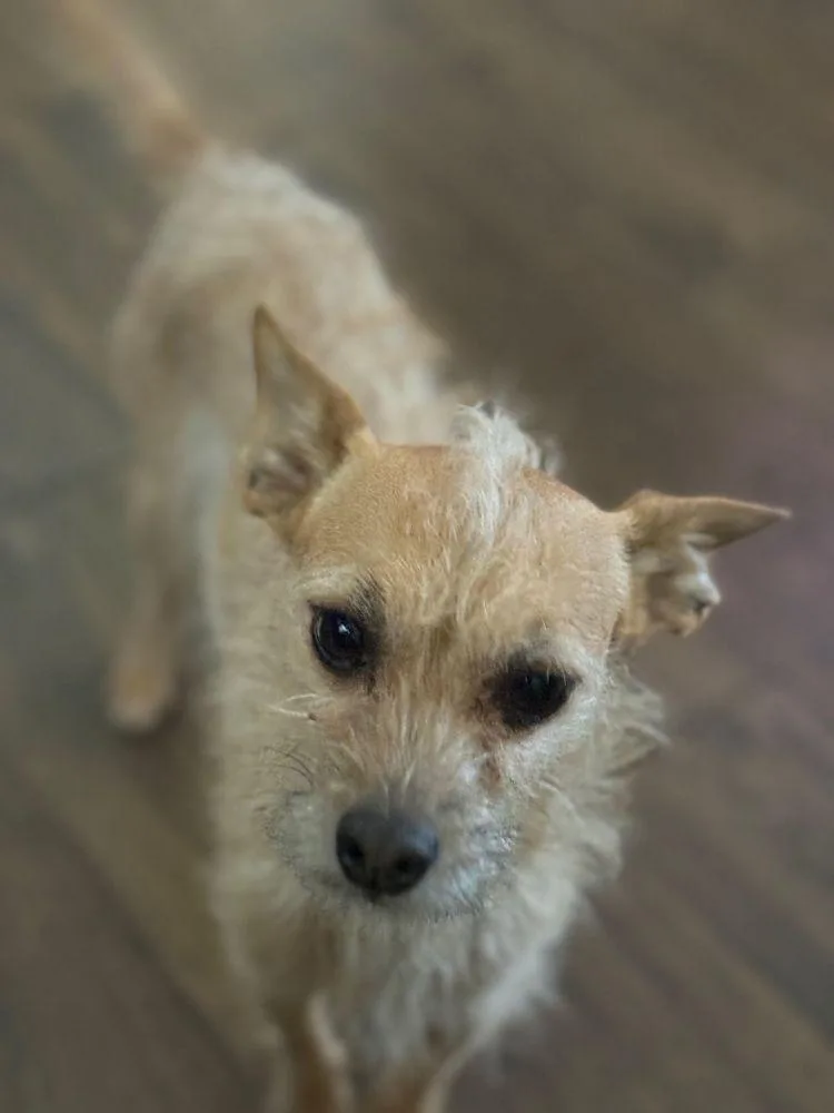 Rocky Rocco thumbnail 4