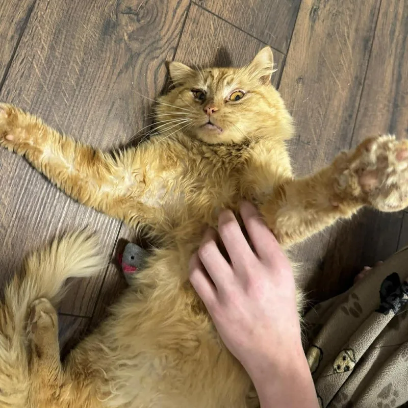 Cheeseburger thumbnail 2