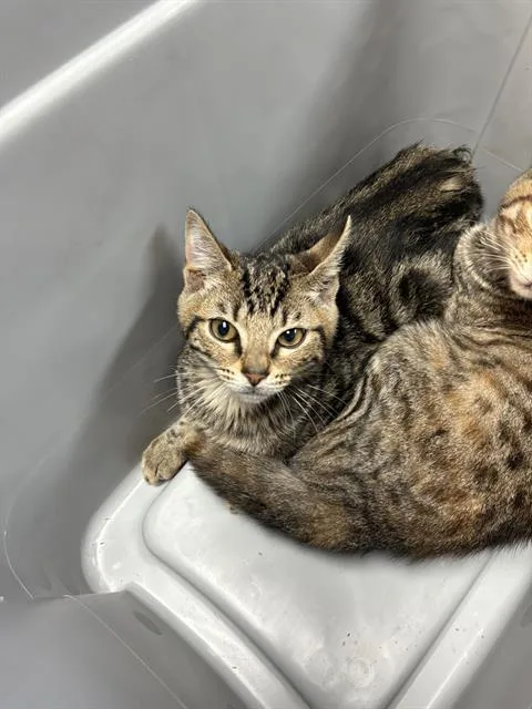 A young small-sized male Domestic Short Hair cat named Ollie for adoption in Fort Walton Beach, FL