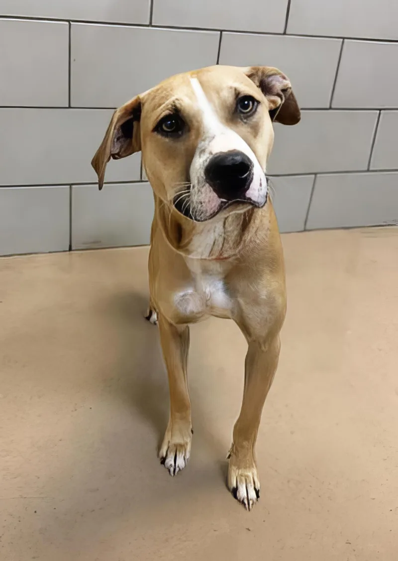 A young medium-sized female Brown / Chocolate Mixed Breed dog named Smiley for adoption in Nashville, TN