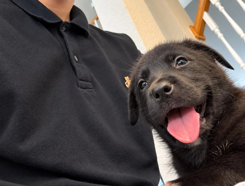 A baby medium-sized female Labrador Retriever dog named Emma for adoption in Saugus, MA