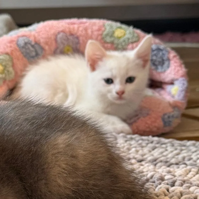 A baby small-sized female White Domestic Short Hair cat named Halo for adoption in Kansas City, MO