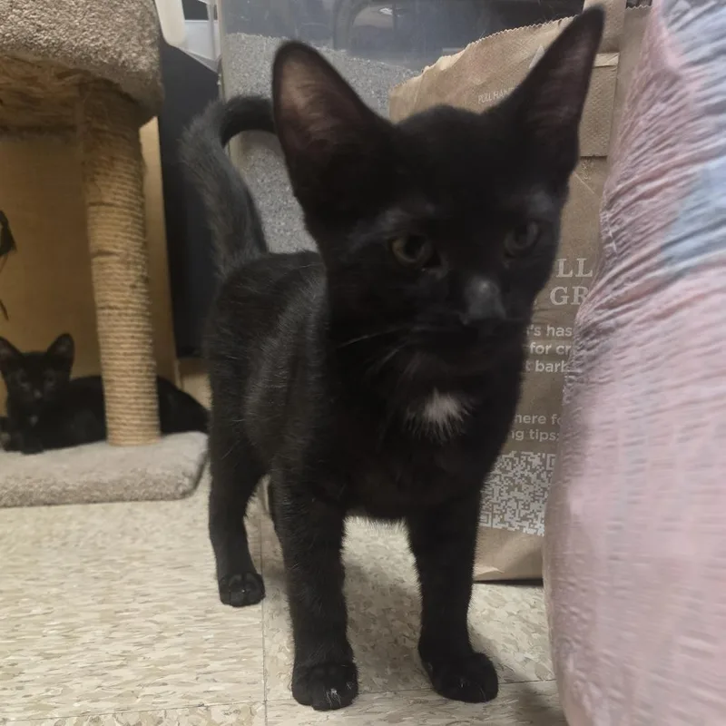 A baby small-sized male Black Domestic Short Hair cat named Roger for adoption in Long Beach, CA