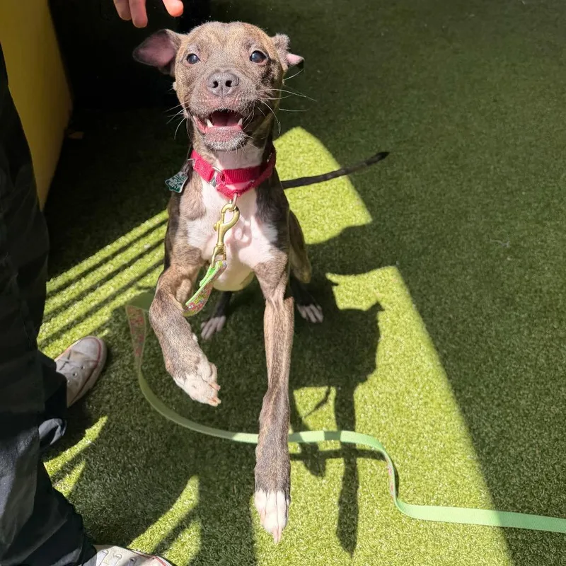 An adult medium-sized female Boxer dog named Izzy for adoption in West Palm Beach, FL