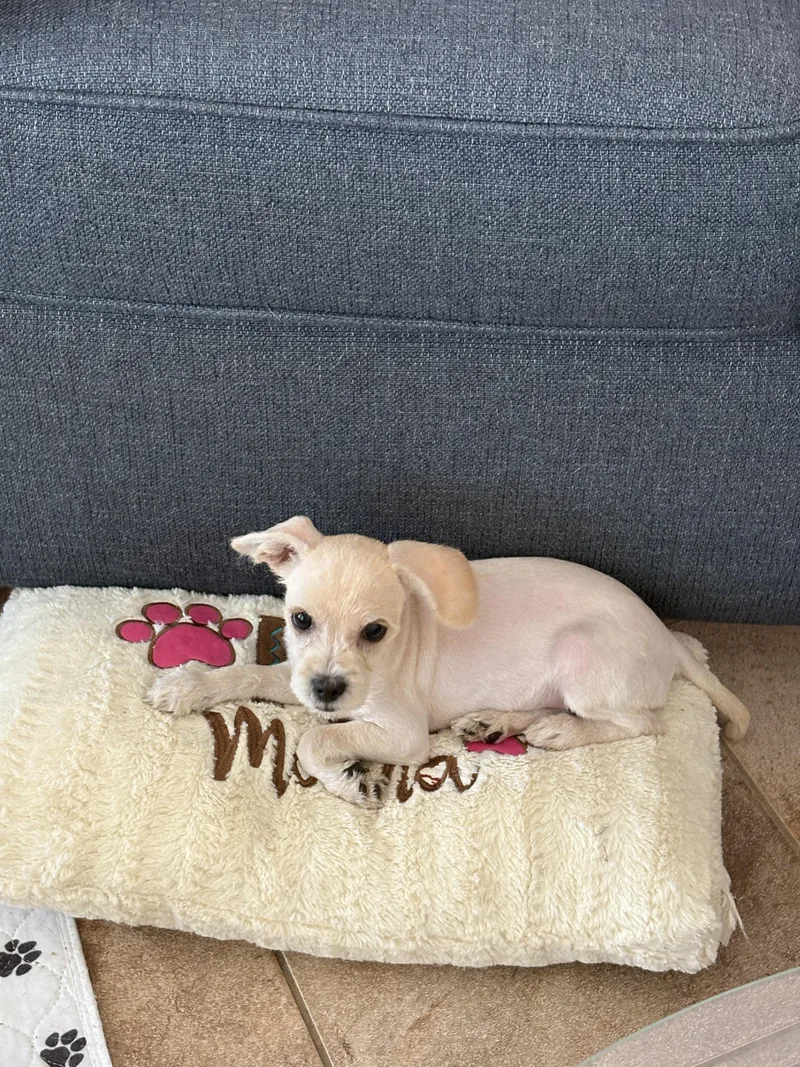 A baby small-sized male White / Cream Miniature Schnauzer dog named Professor Plum for adoption in seaside heights, NJ