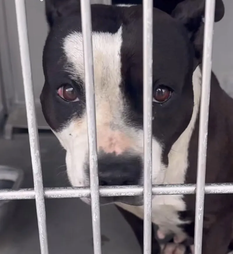An adult medium-sized female Black American Bully dog named Blossom for adoption in Frazier Park, CA