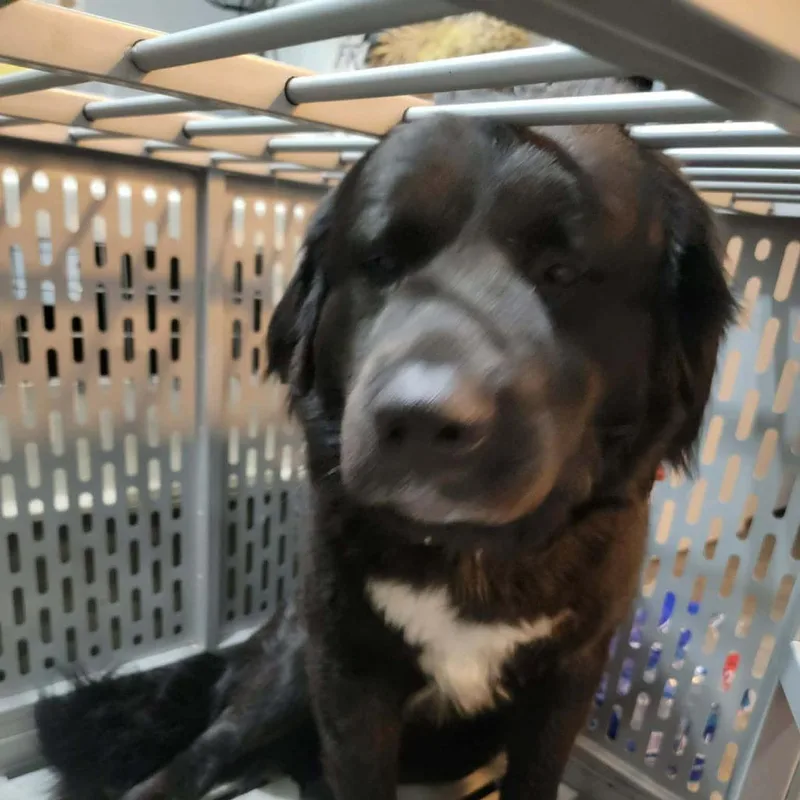 An adult large-sized male Black Labrador Retriever dog named Jack for adoption in Boaz, AL