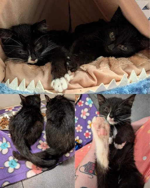 A baby medium-sized male Domestic Short Hair cat named Orzhov for adoption in Kent, WA