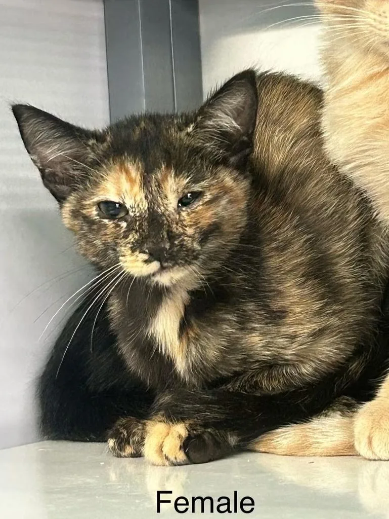 A baby medium-sized female Domestic Short Hair cat named Tang for adoption in Holbrook, AZ