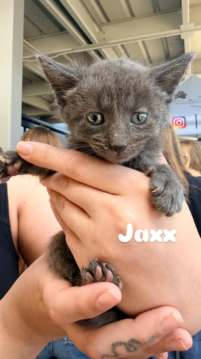 A baby medium-sized male Domestic Short Hair cat named Jaxx for adoption in Penryn, CA