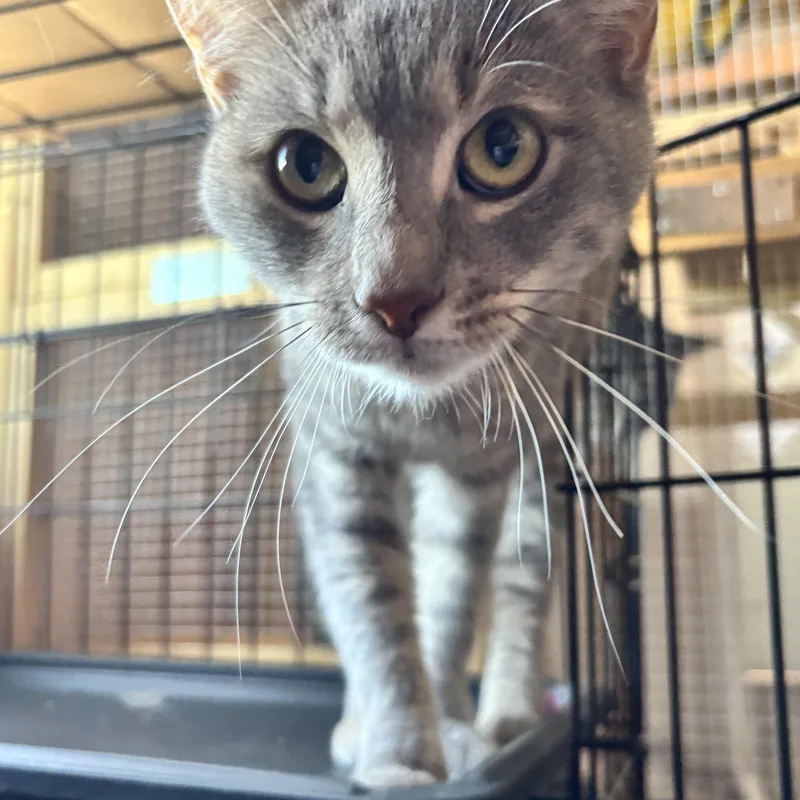A young medium-sized female Dilute Calico Domestic Short Hair cat named Tootsie for adoption in Hudson, NY