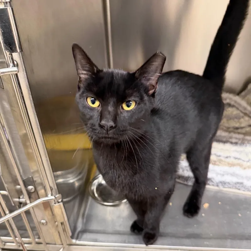 A young medium-sized male Black Domestic Short Hair cat named Miles for adoption in Middleburg Heights , OH
