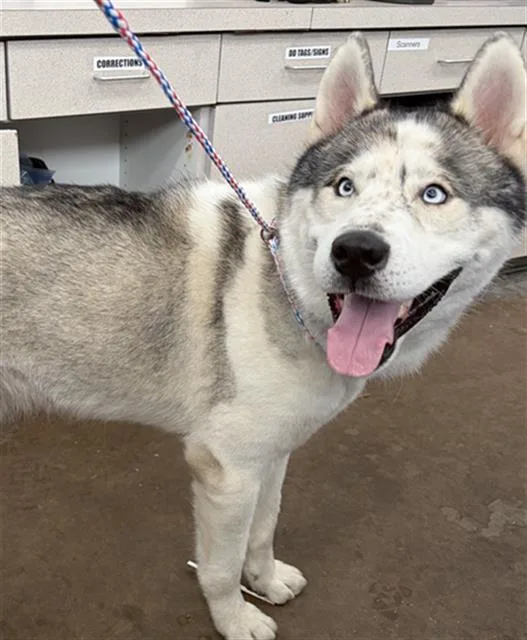 An adult large-sized male Mixed Breed dog named Kevin for adoption in Dallas, TX