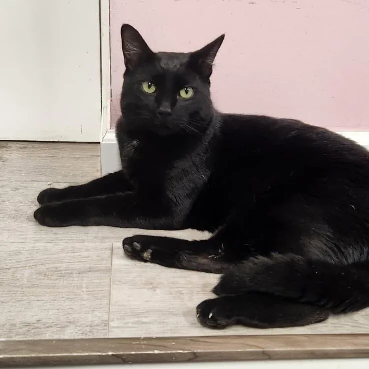 A young medium-sized male Black American Shorthair cat named Cosmo for adoption in Highland Park, NJ