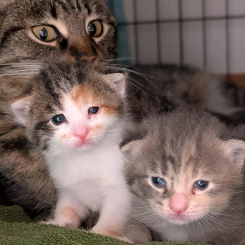 A baby small-sized female Domestic Short Hair cat named Sushi for adoption in Portage, MI