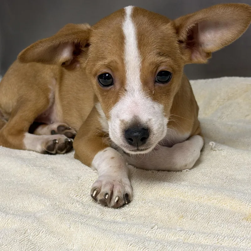 An adult small-sized male Mixed Breed dog named William for adoption in Concord, CA