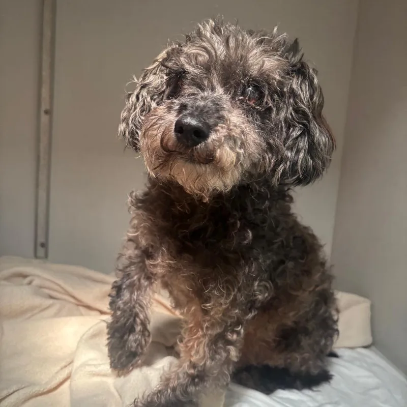 A senior small-sized male Black Mixed Breed dog named Fynn And Wilfred for adoption in Cape Girardeau, MO