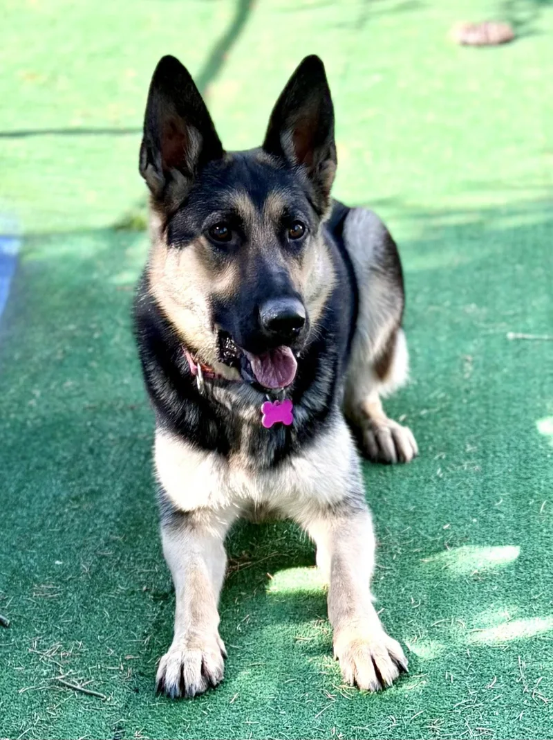 A young medium-sized female German Shepherd Dog dog named Duchess for adoption in Spring Lake, NJ