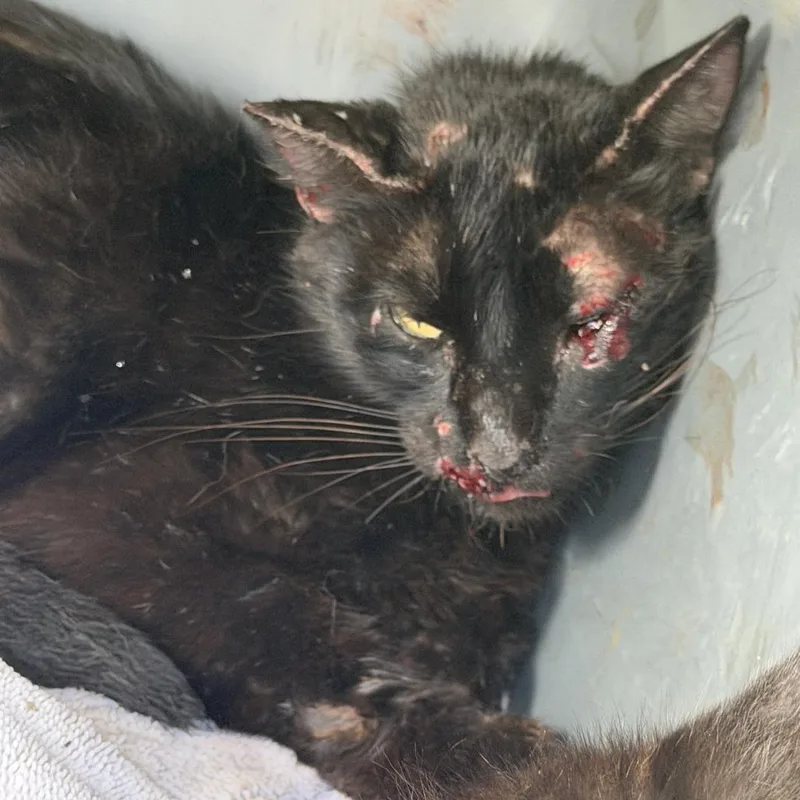 An adult small-sized female Domestic Medium Hair cat named Midnight for adoption in San Saba, TX