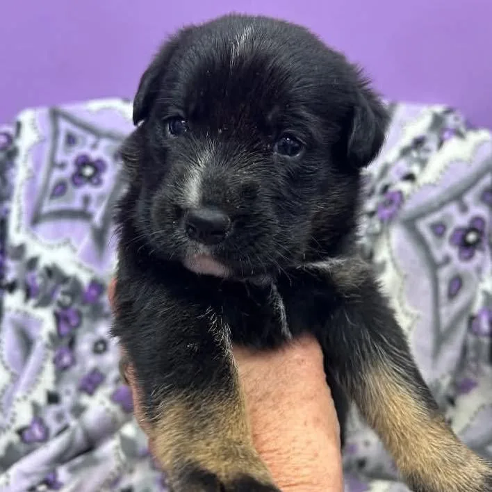 Orchid