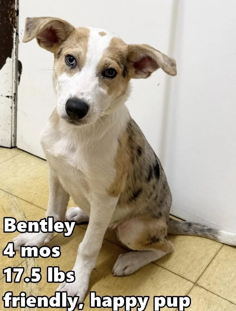 A baby medium-sized male Merle (Blue) Australian Shepherd dog named Bentley for adoption in Wonder Lake, IL