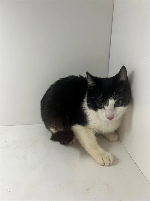 A young small-sized male Domestic Short Hair cat named Fizzy for adoption in Winter Haven, FL