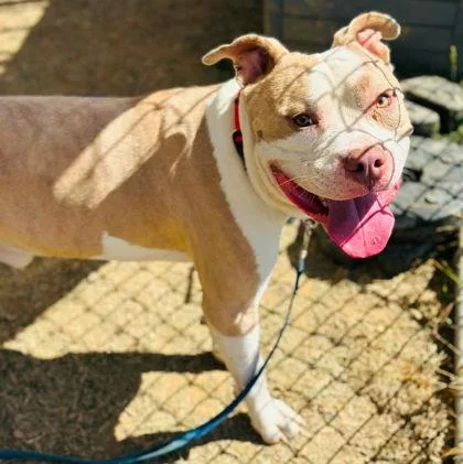 An adult large-sized male Mixed Breed dog named Ravu for adoption in West Chester, PA