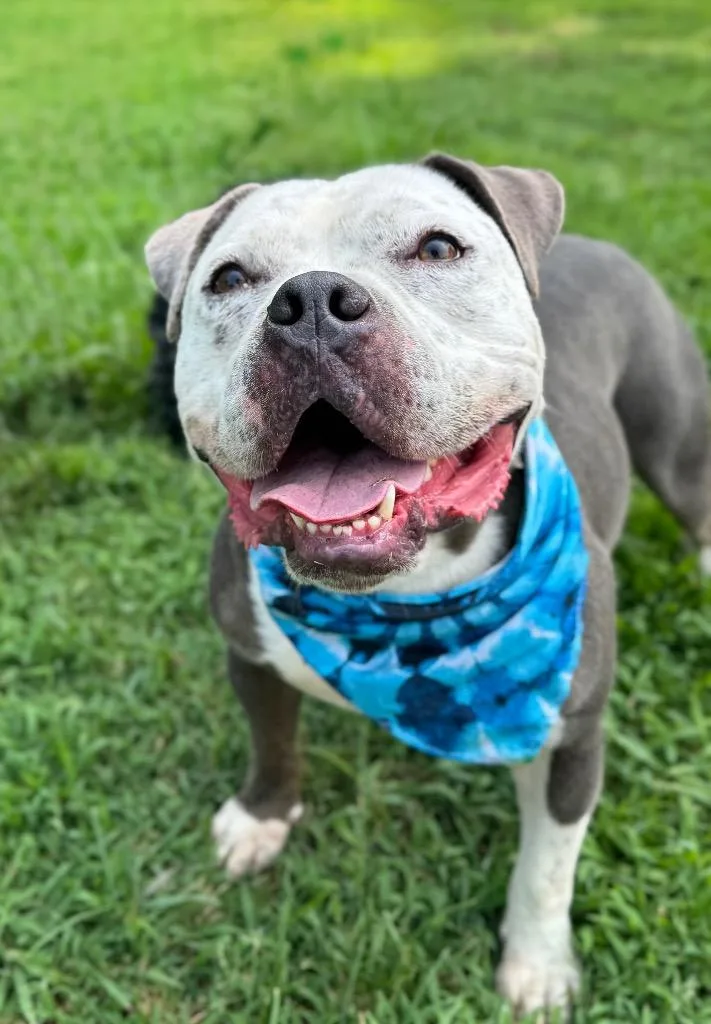 A young large-sized male Pit Bull Terrier dog named Jay Juice G for adoption in Princeton, MA