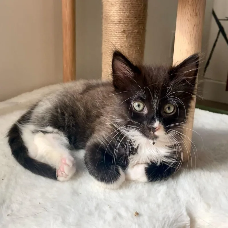 A baby small-sized male Domestic Long Hair cat named Pip Squeak for adoption in Costa Mesa, CA