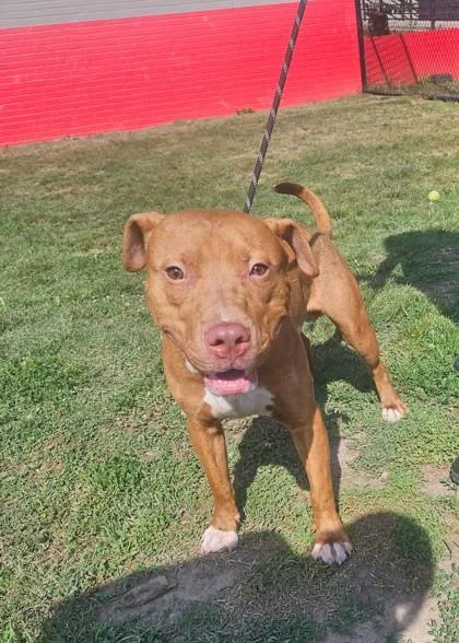 An adult medium-sized male Mixed Breed dog named Mike for adoption in West Chester, PA