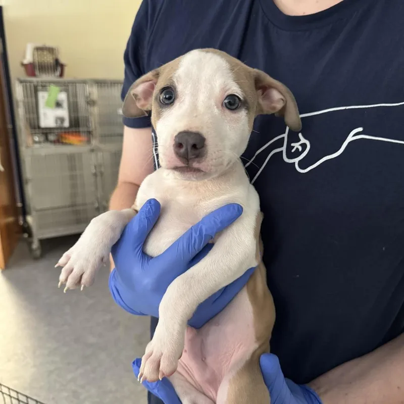 A baby small-sized male Brown / Chocolate Pit Bull Terrier dog named Frankenstein for adoption in Charlottesville, VA