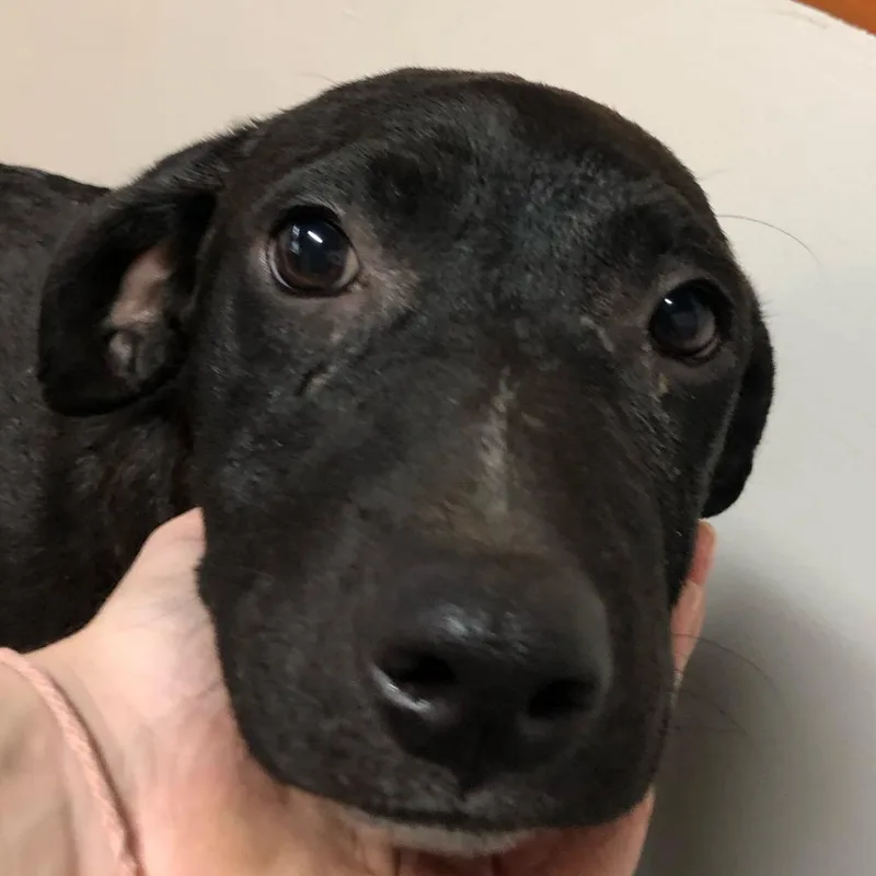 An adult medium-sized female Black Mixed Breed dog named Blackey for adoption in Laurel, MS