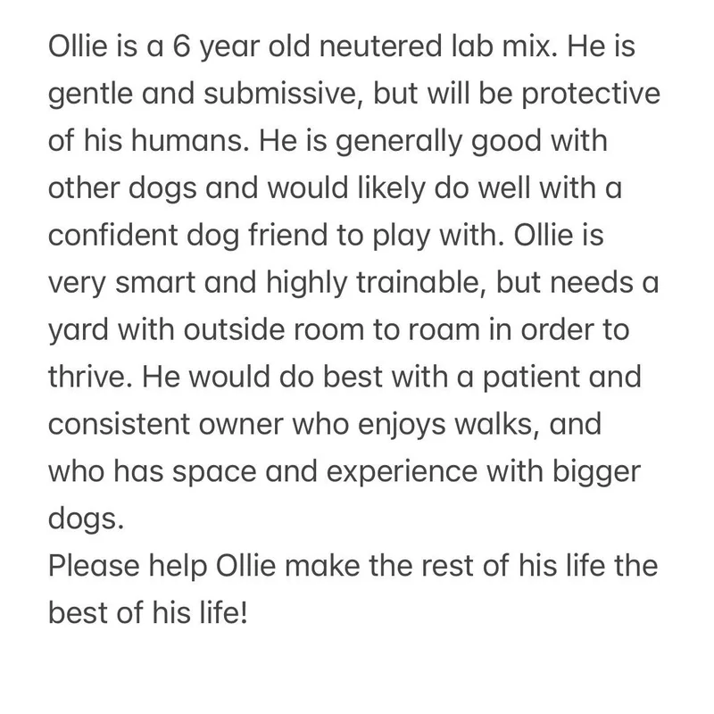 An adult medium-sized male Black Labrador Retriever dog named Ollie  Local in for adoption in Brookshire, TX