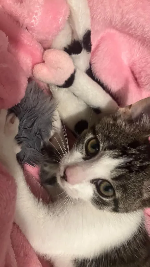A baby small-sized male Domestic Short Hair cat named Goose for adoption in Effingham, IL