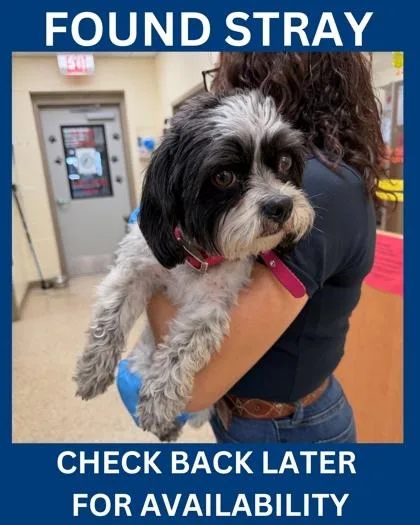 Buttercup thumbnail 2