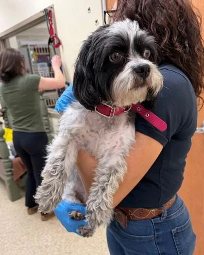 Buttercup thumbnail 3