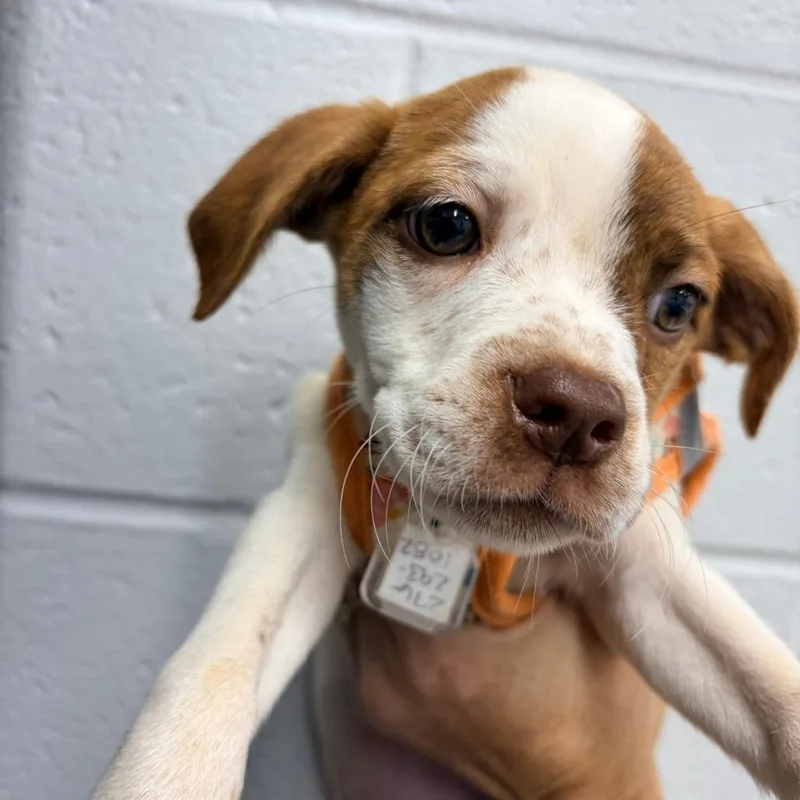 A baby small-sized female Feist dog named Ddb for adoption in Fairfax, VA