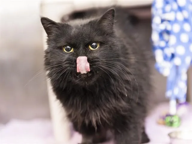 A young medium-sized female Domestic Short Hair cat named Star for adoption in Phoenix, AZ