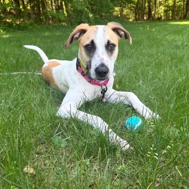 A young medium-sized female Merle (Red) Labrador Retriever dog named Abby for adoption in Columbia, MD