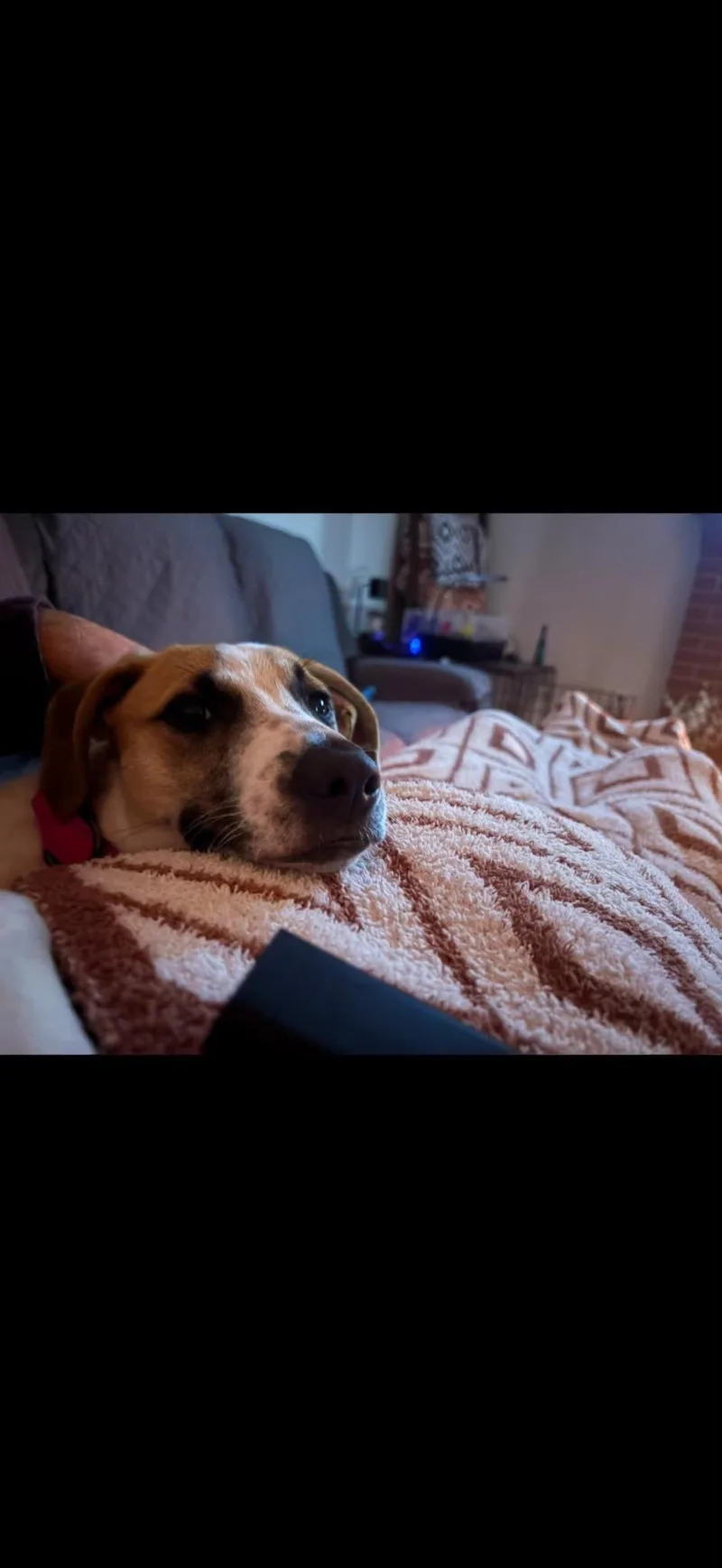 Abby thumbnail 5