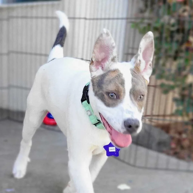A baby large-sized male White / Cream Mixed Breed dog named Dart for adoption in San Francisco, CA